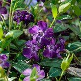 Purple Periwinkle
